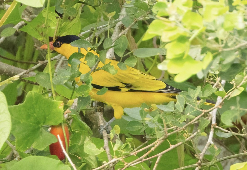 Black-naped Oriole - ML628105923