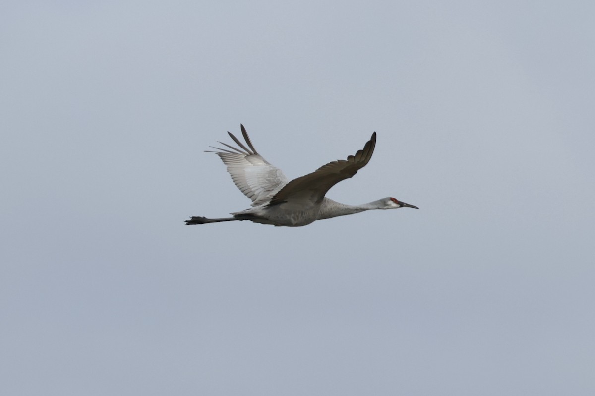 Sandhill Crane - ML628105999