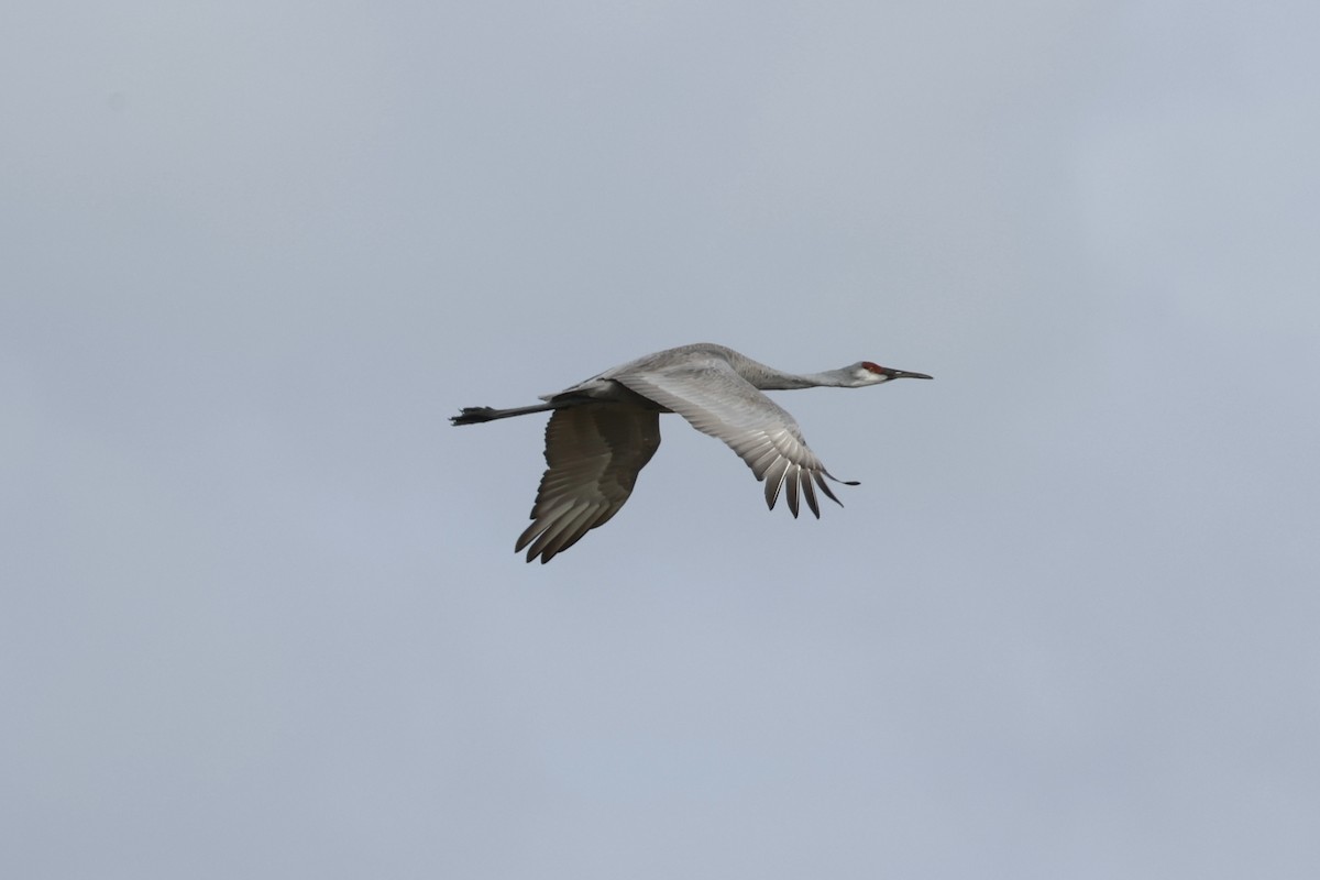 Sandhill Crane - ML628106000