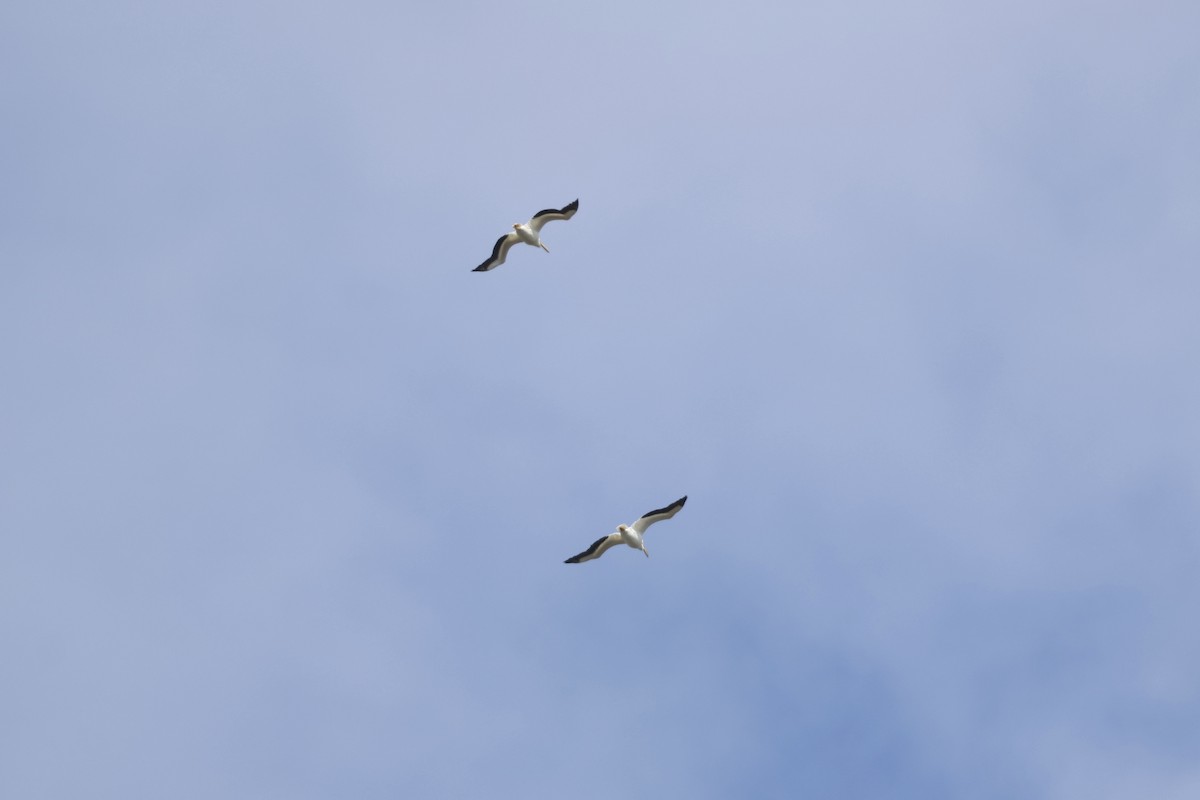 American White Pelican - ML628106019