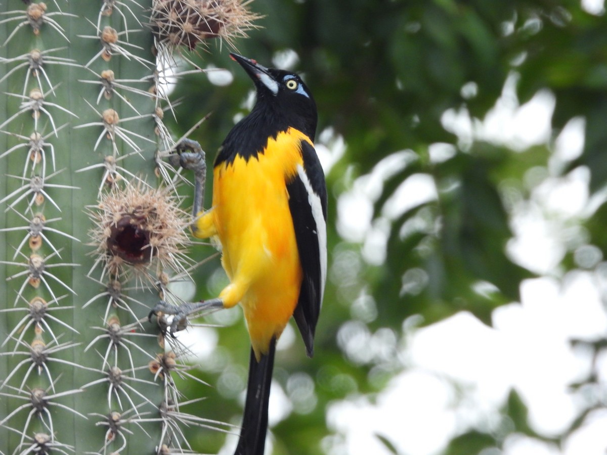 Venezuelan Troupial - Julie Gorka