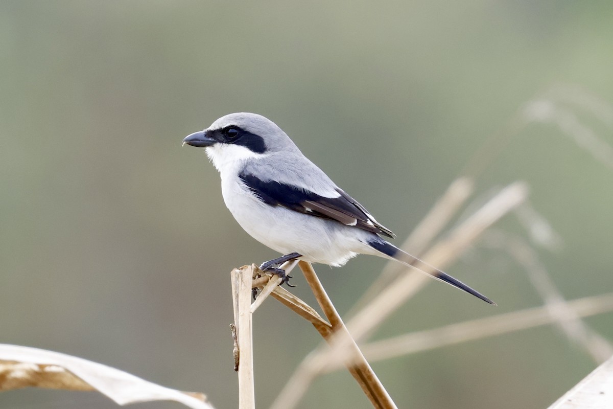 Loggerhead Shrike - ML628106035