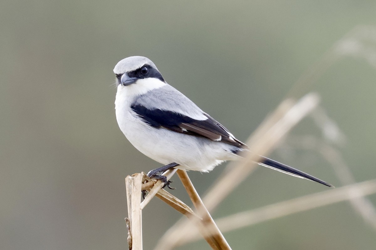 Loggerhead Shrike - ML628106036