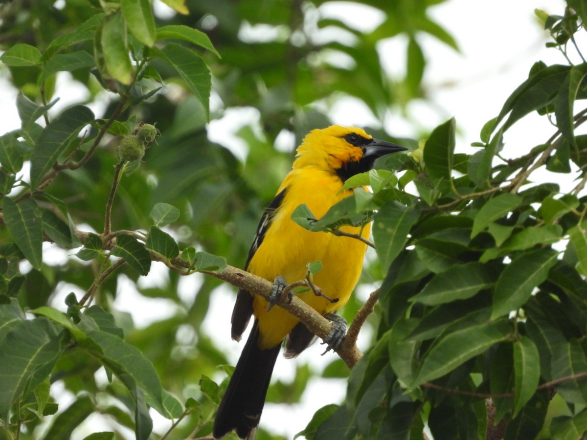 Yellow Oriole - ML628106083