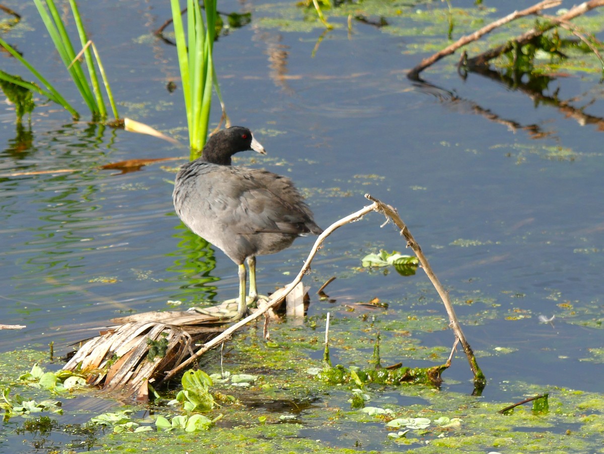 American Coot - ML628106102