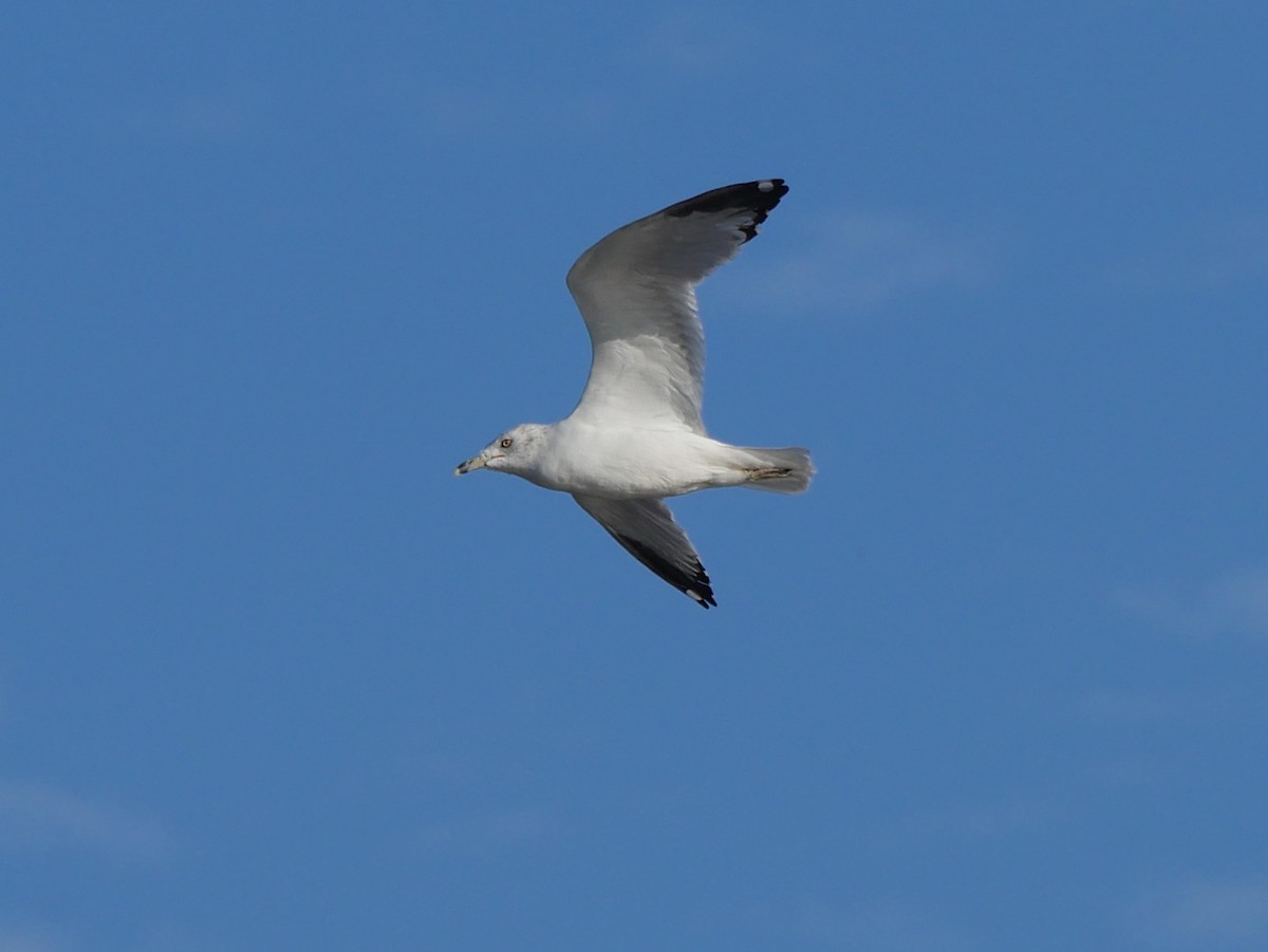 Ring-billed Gull - ML628106118