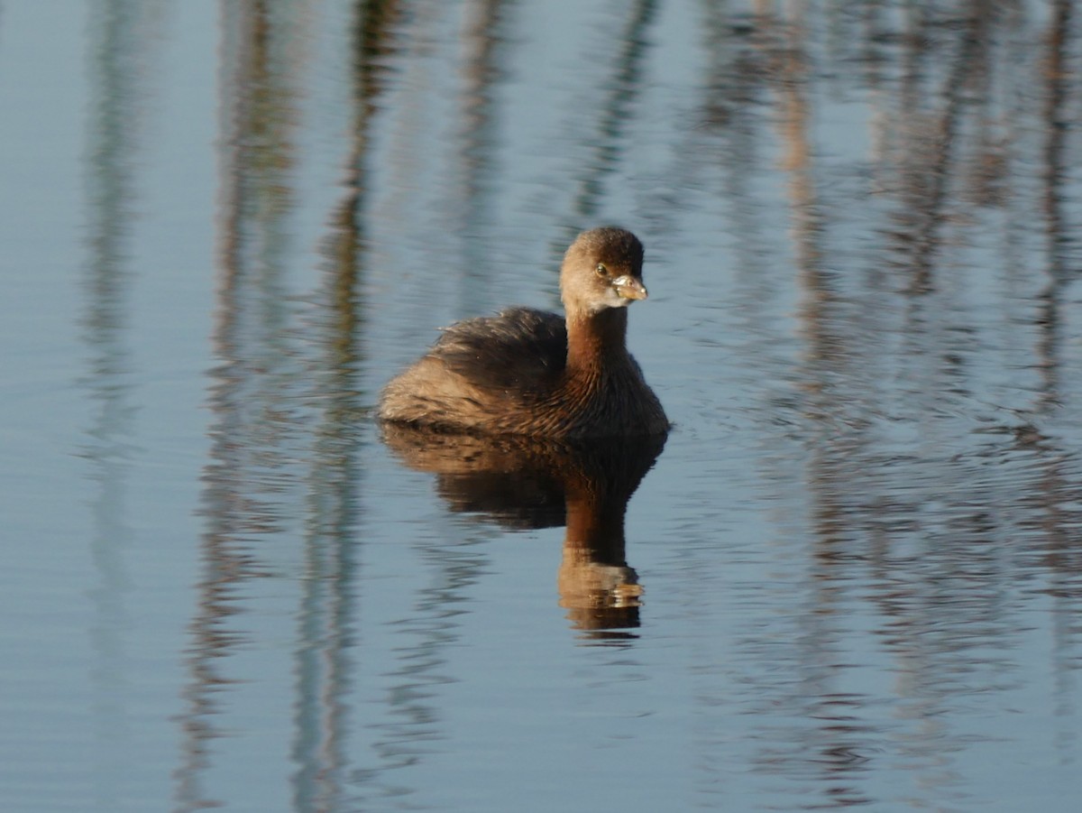 Pied-billed Grebe - ML628106125