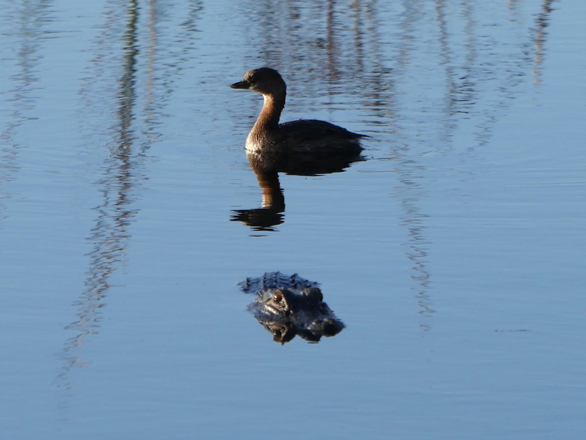 Pied-billed Grebe - ML628106126