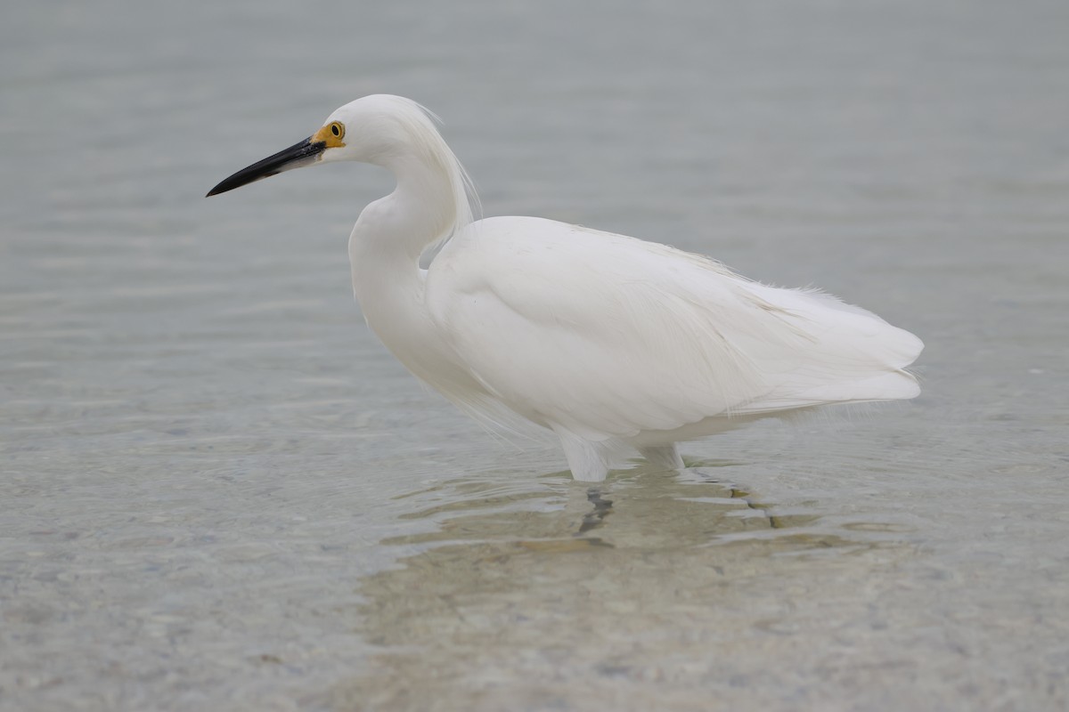 Snowy Egret - ML628106134