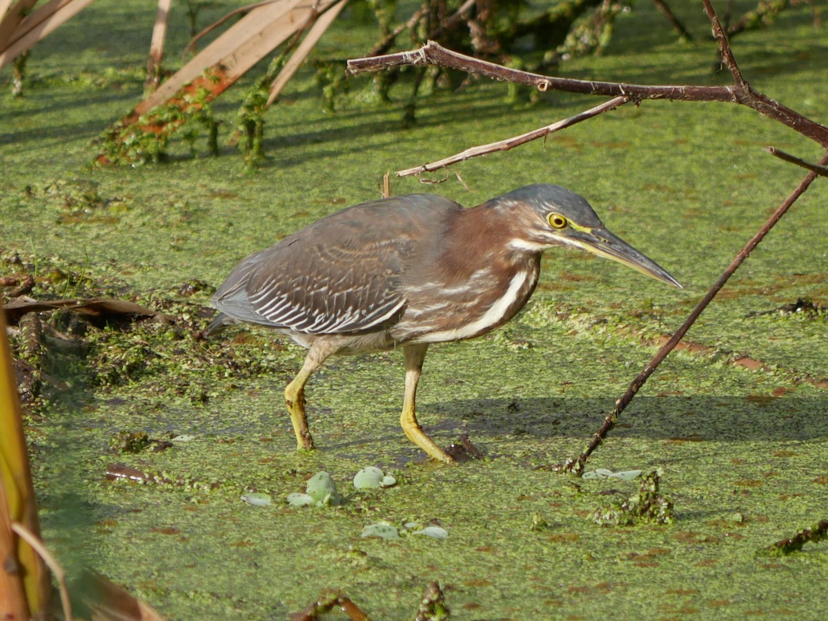 Green Heron - ML628106140