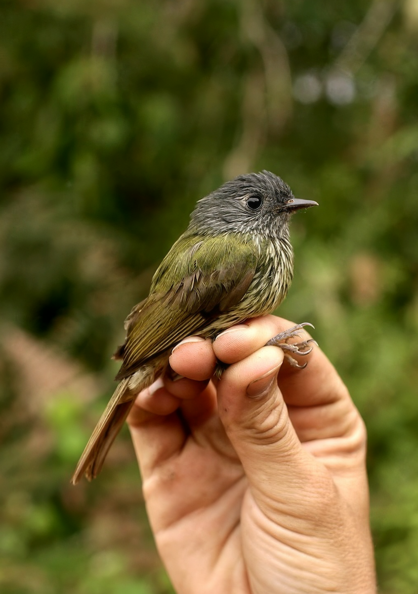Streak-necked Flycatcher - ML628106141
