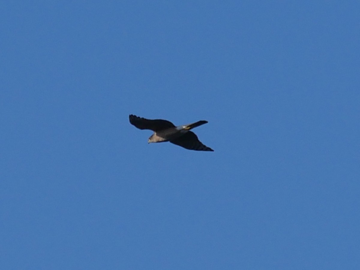 Sharp-shinned/Cooper's Hawk - ML628106142