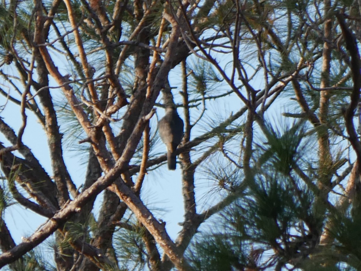 Sharp-shinned/Cooper's Hawk - ML628106144