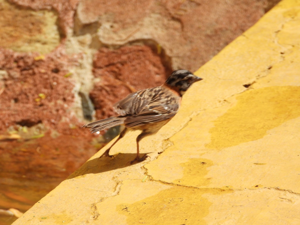 Rufous-collared Sparrow - ML628106148