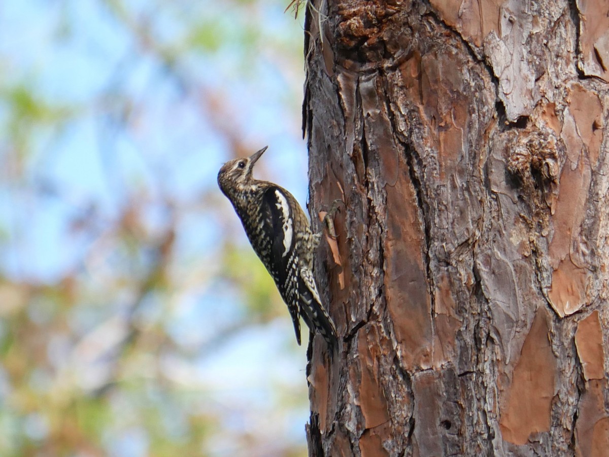 Yellow-bellied Sapsucker - ML628106155