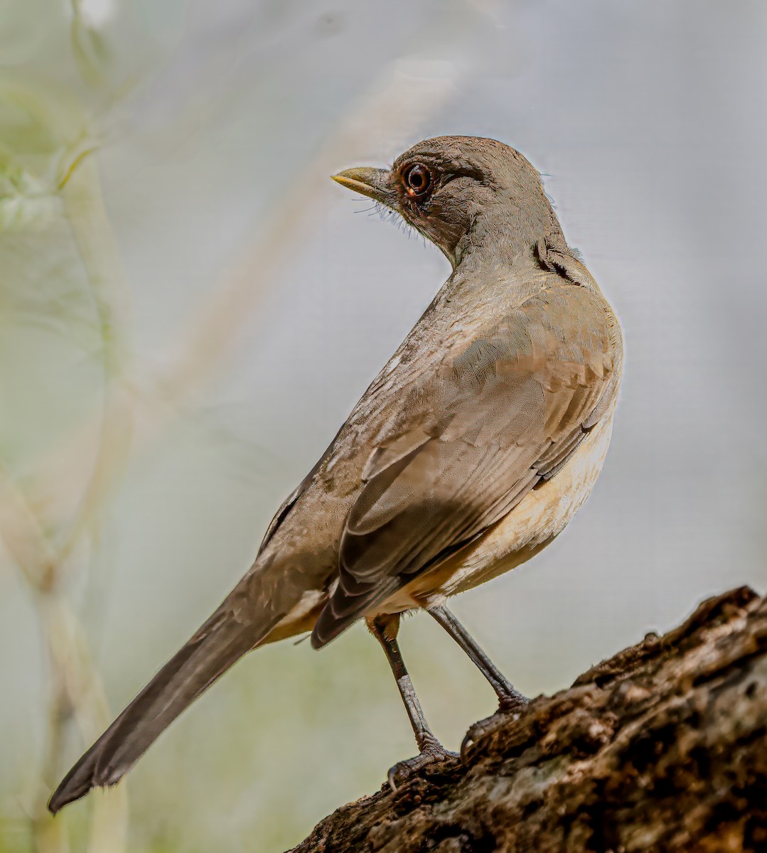 Clay-colored Thrush - ML628106266