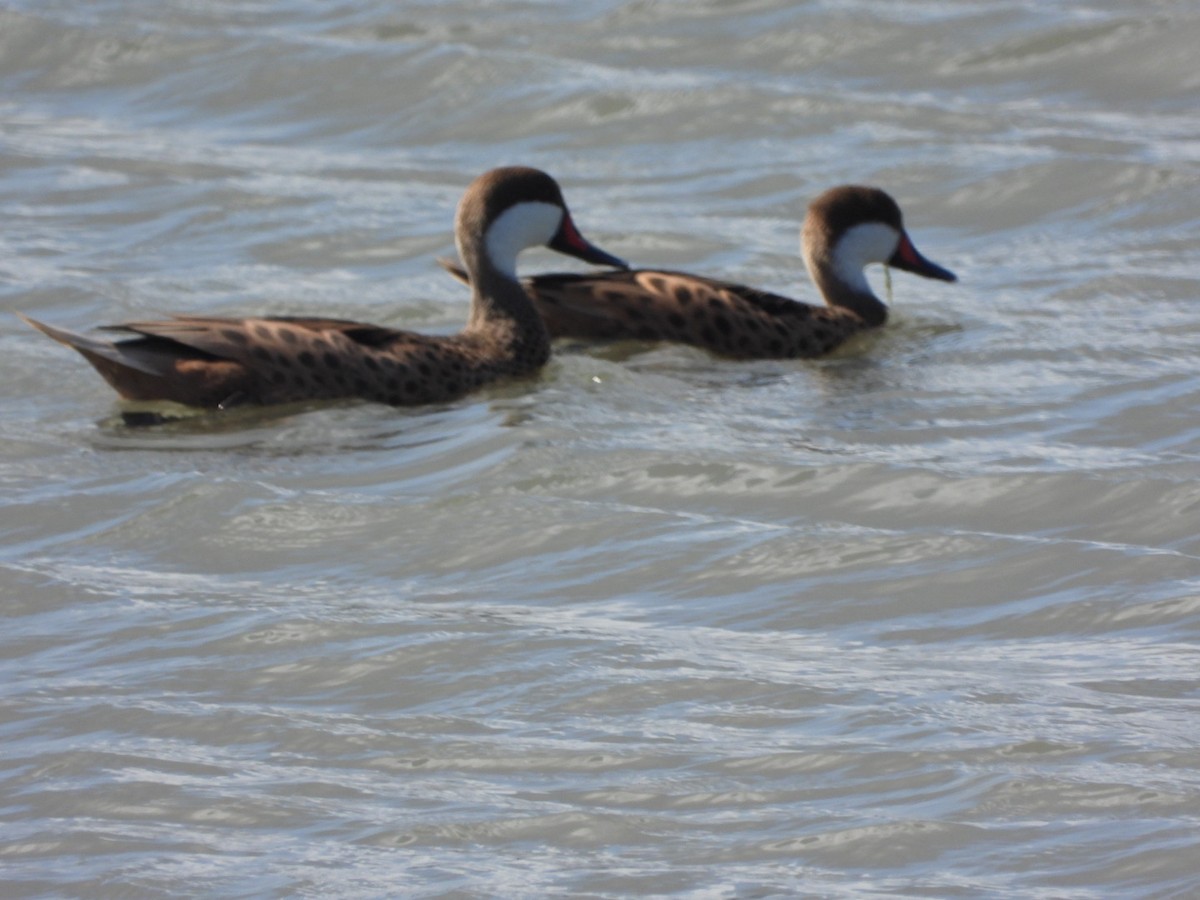 White-cheeked Pintail - ML628106289