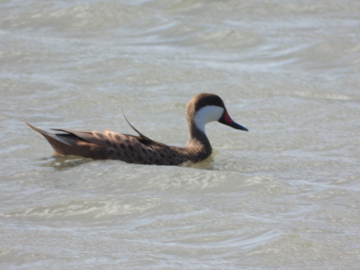 White-cheeked Pintail - Julie Gorka