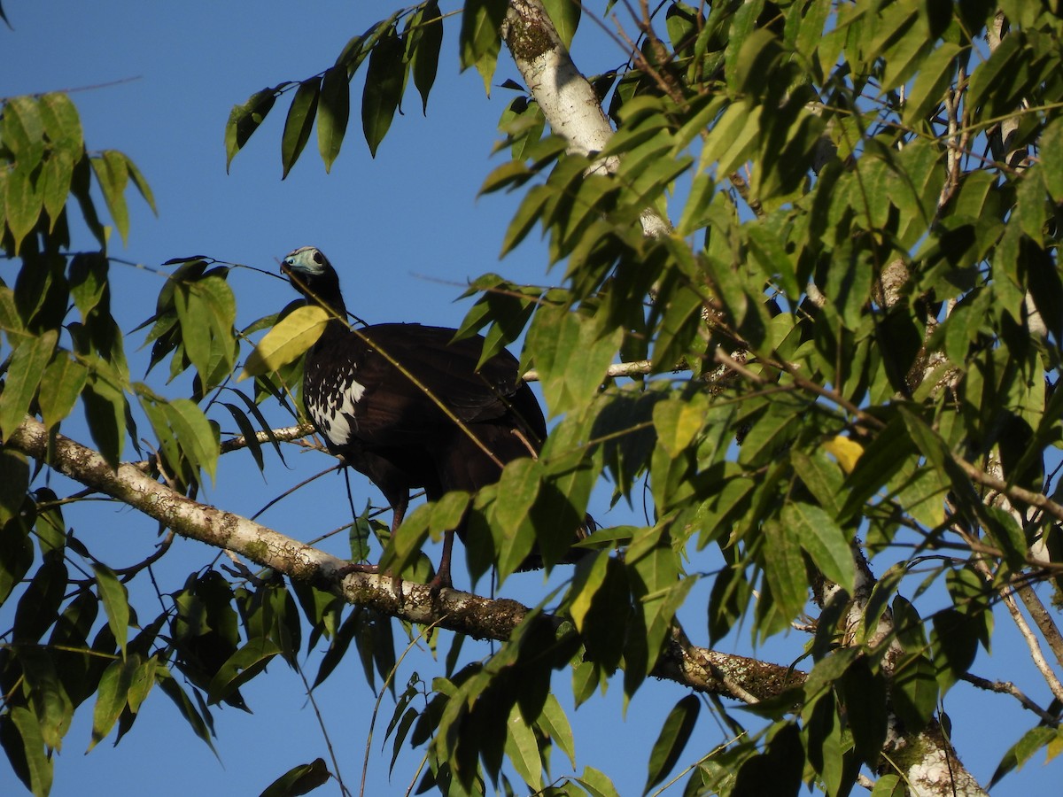 Trinidad Piping-Guan - ML628106337