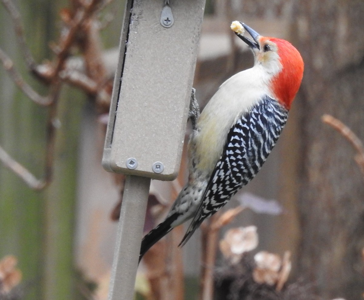 Red-bellied Woodpecker - ML628106343