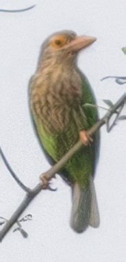 Lineated Barbet - ML628106353