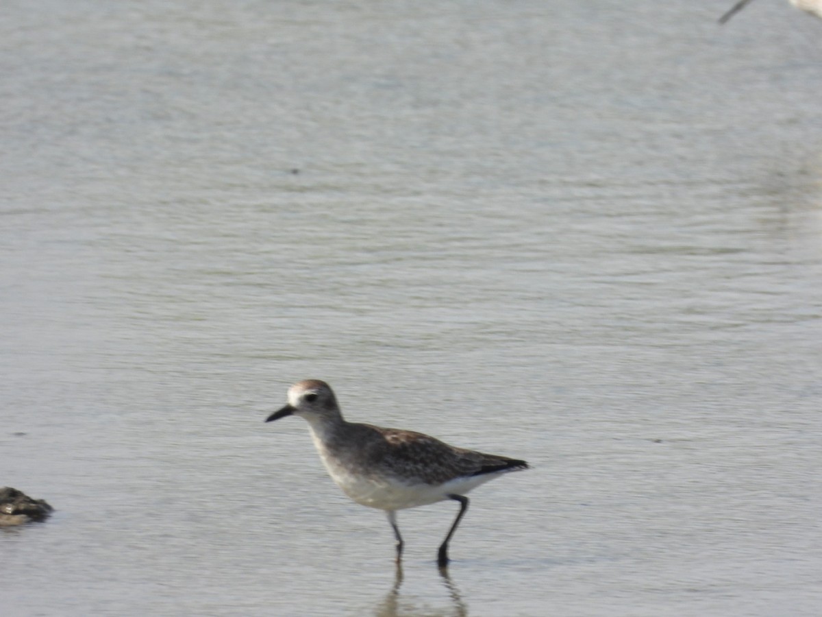 Black-bellied Plover - ML628106357