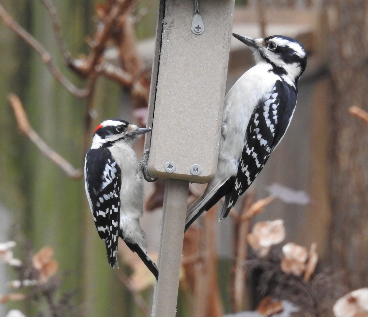 Hairy Woodpecker - ML628106359