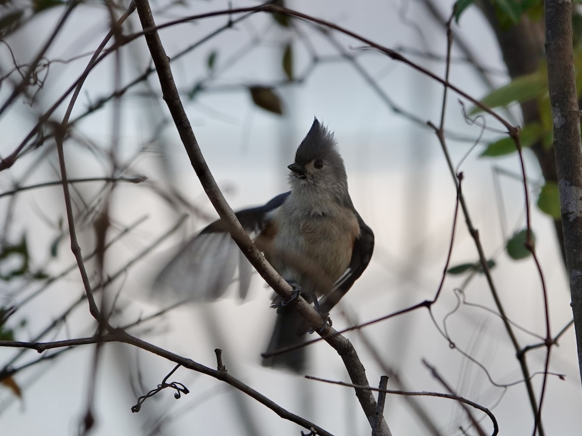 Tufted Titmouse - ML628106367