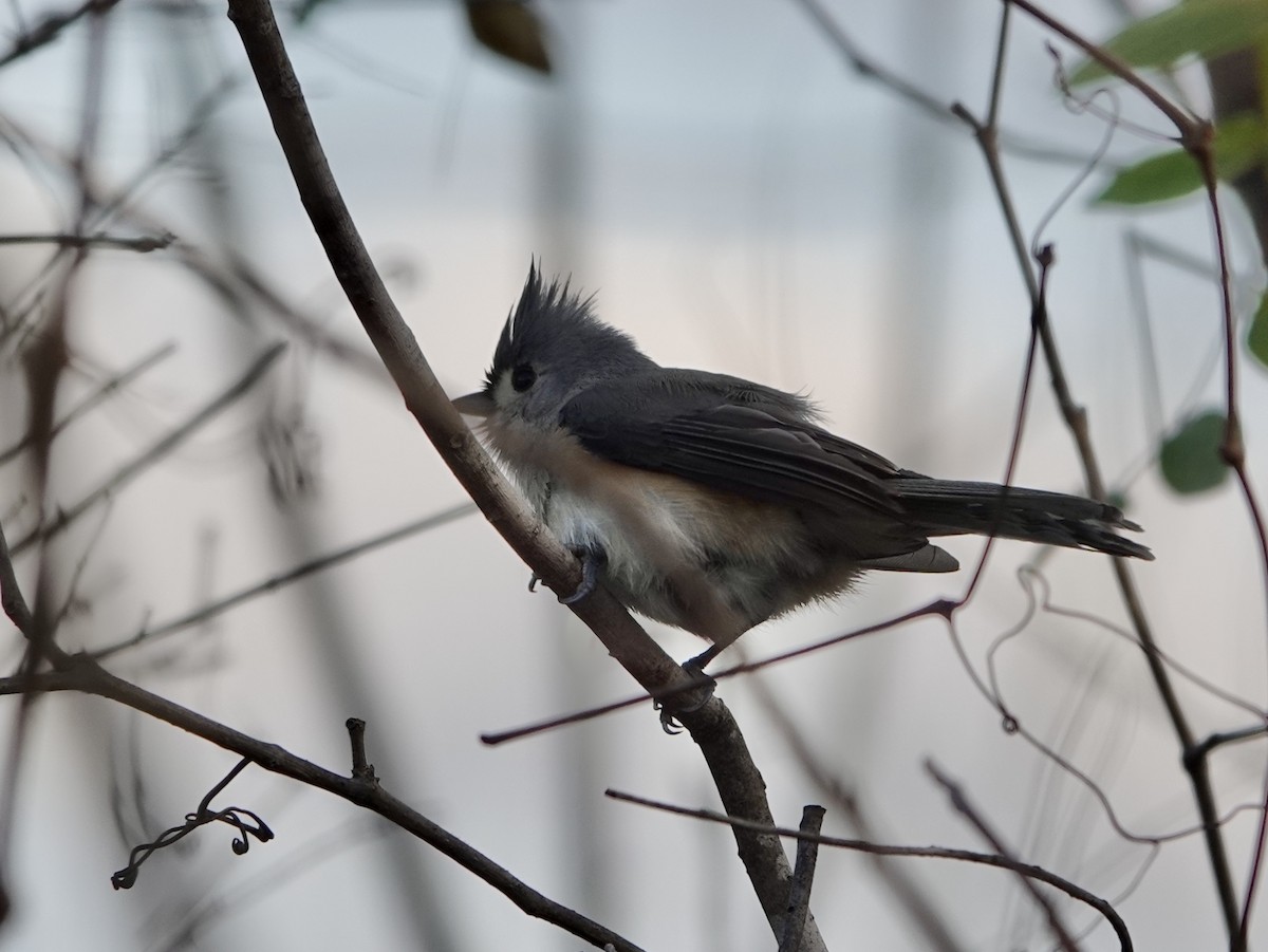 Tufted Titmouse - ML628106368