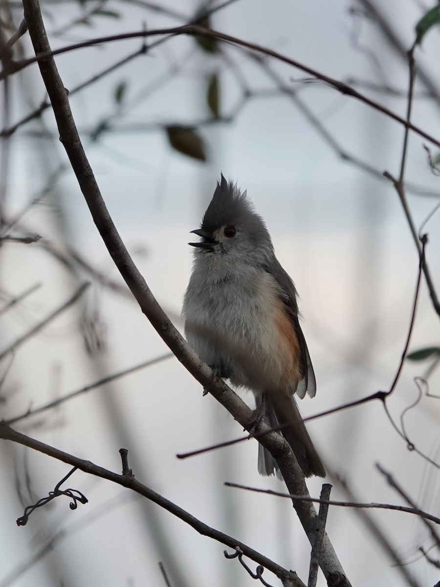 Tufted Titmouse - ML628106369