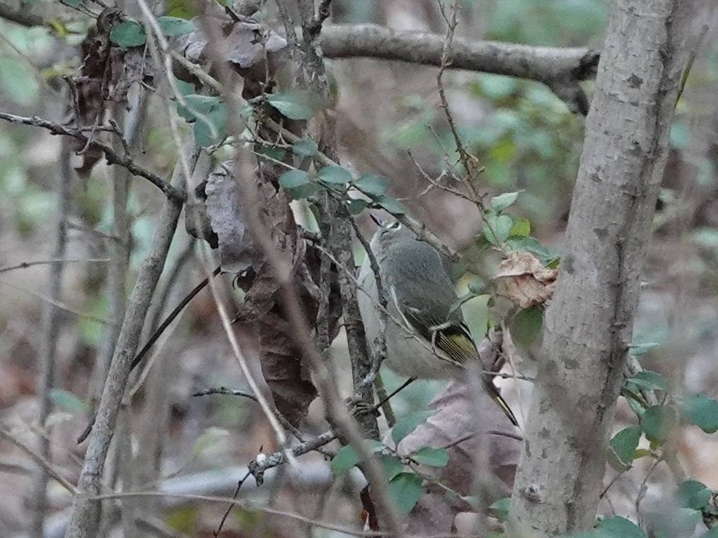 Ruby-crowned Kinglet - ML628106373