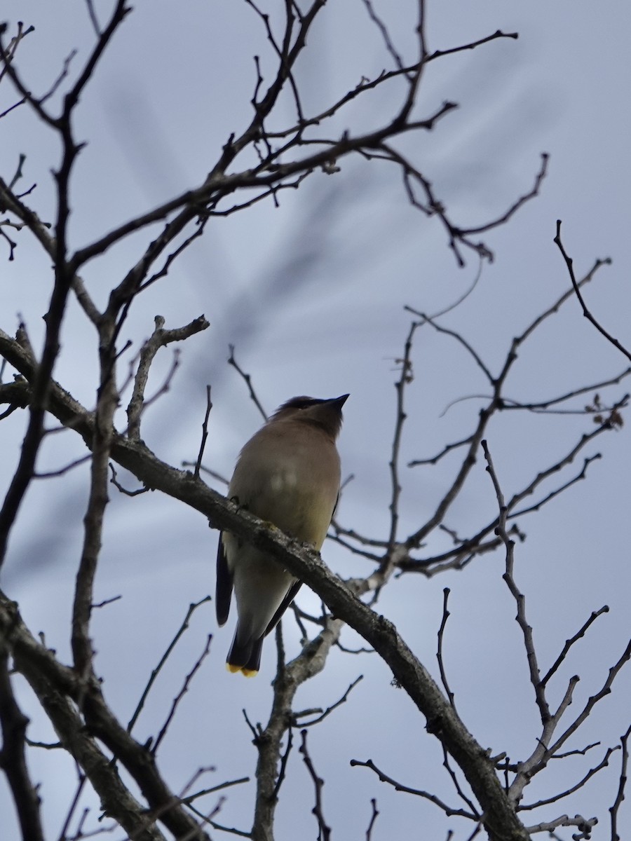 Cedar Waxwing - ML628106389