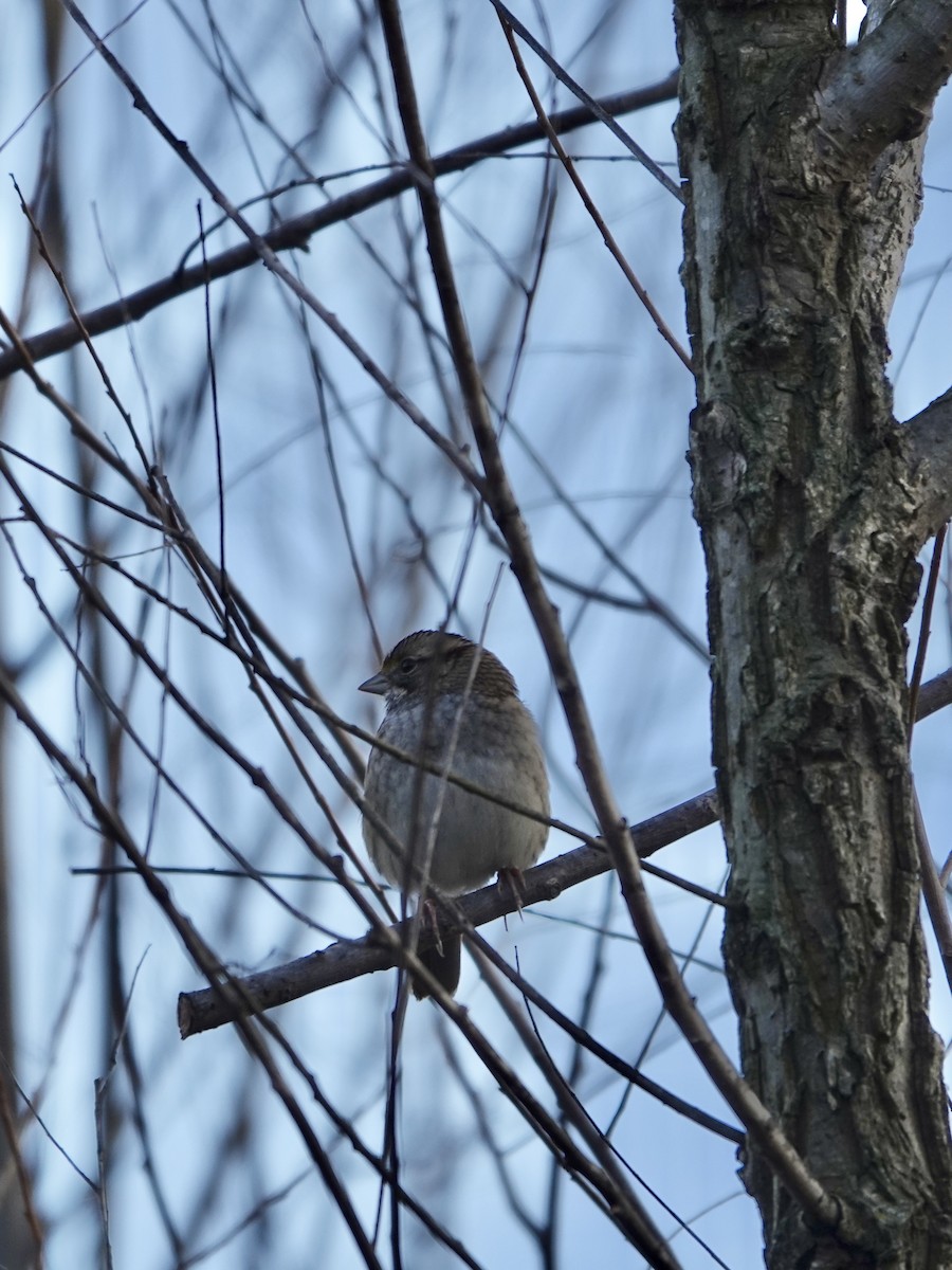 White-throated Sparrow - ML628106394