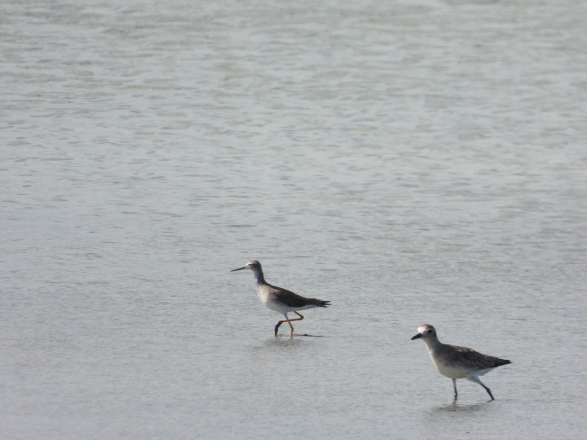 Greater Yellowlegs - ML628106397