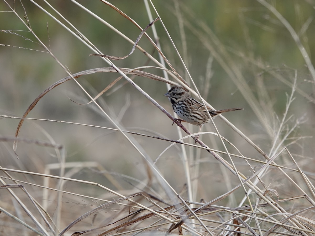 Song Sparrow - ML628106403