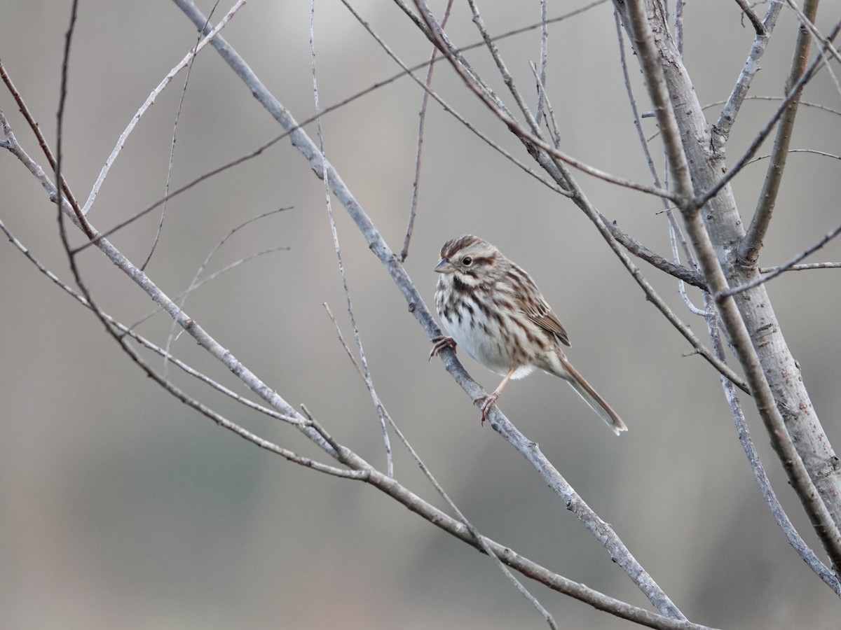 Song Sparrow - ML628106404