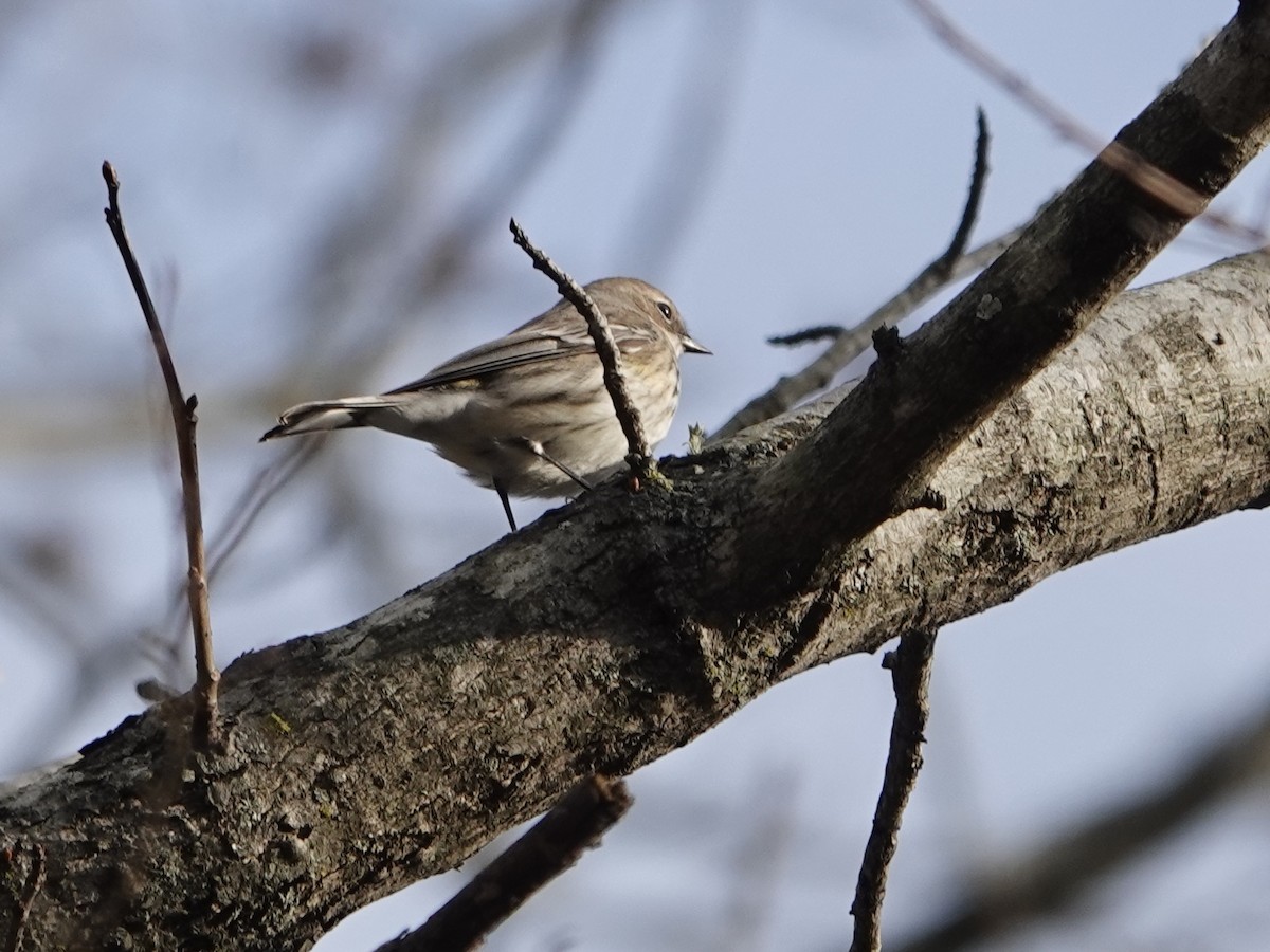 Yellow-rumped Warbler - ML628106409