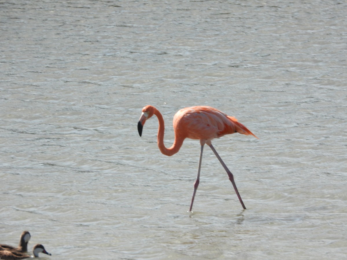 American Flamingo - ML628106427