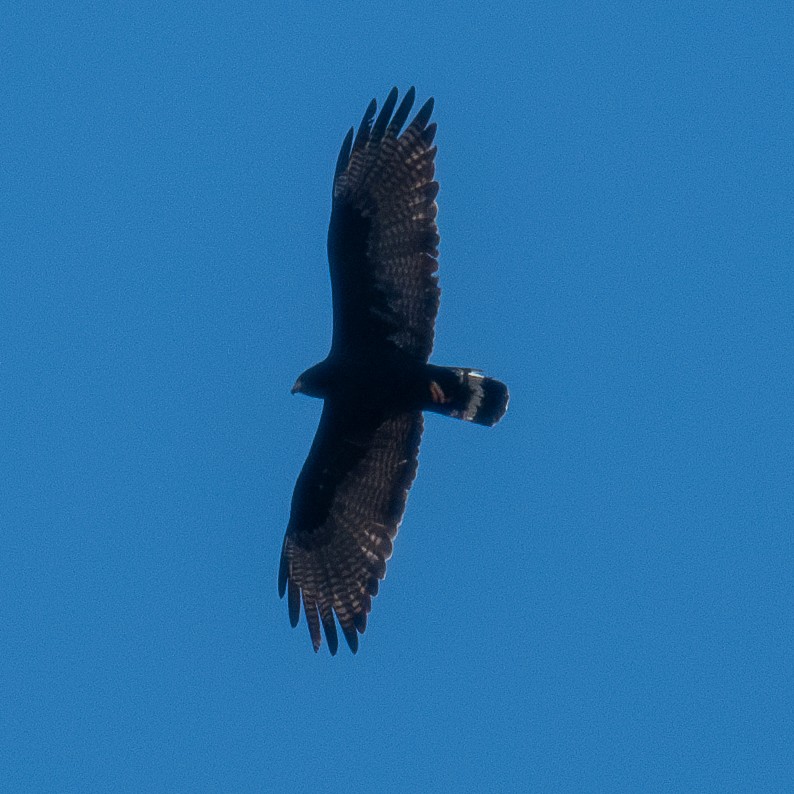 Zone-tailed Hawk - ML628106450