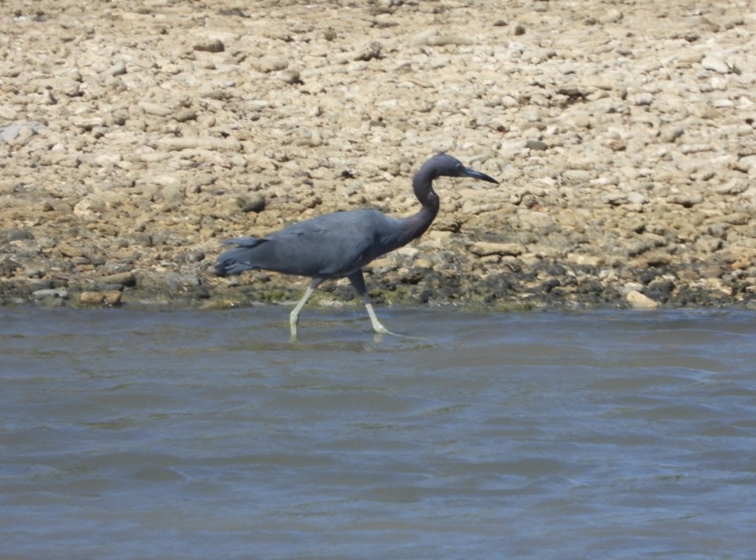 Little Blue Heron - ML628106477