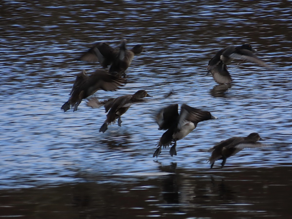 Ring-necked Duck - ML628106510