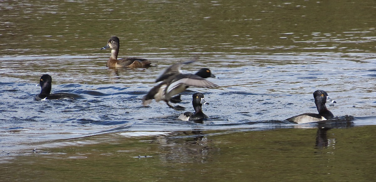 Ring-necked Duck - ML628106511