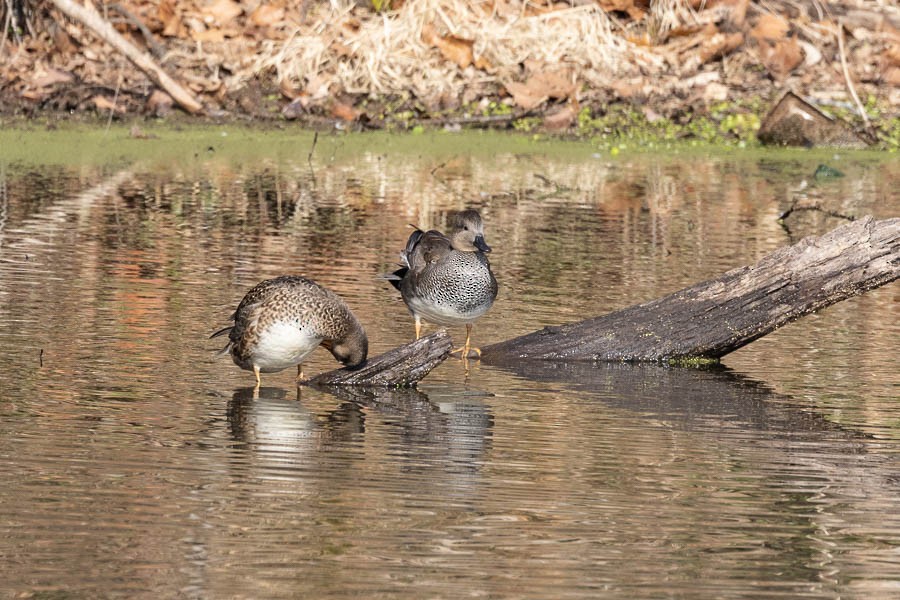 Gadwall - ML628106514