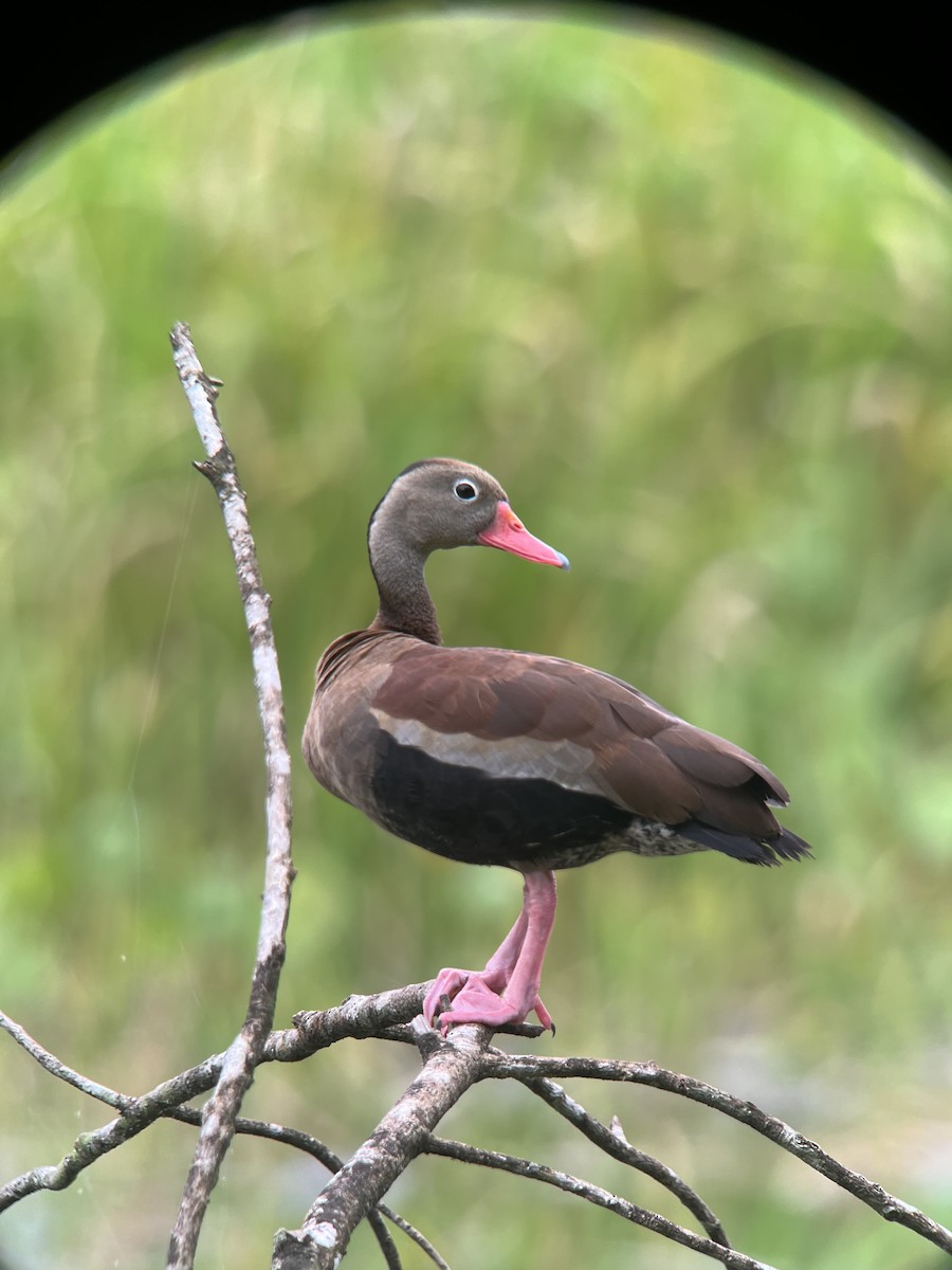 Black-bellied Whistling-Duck - ML628106515