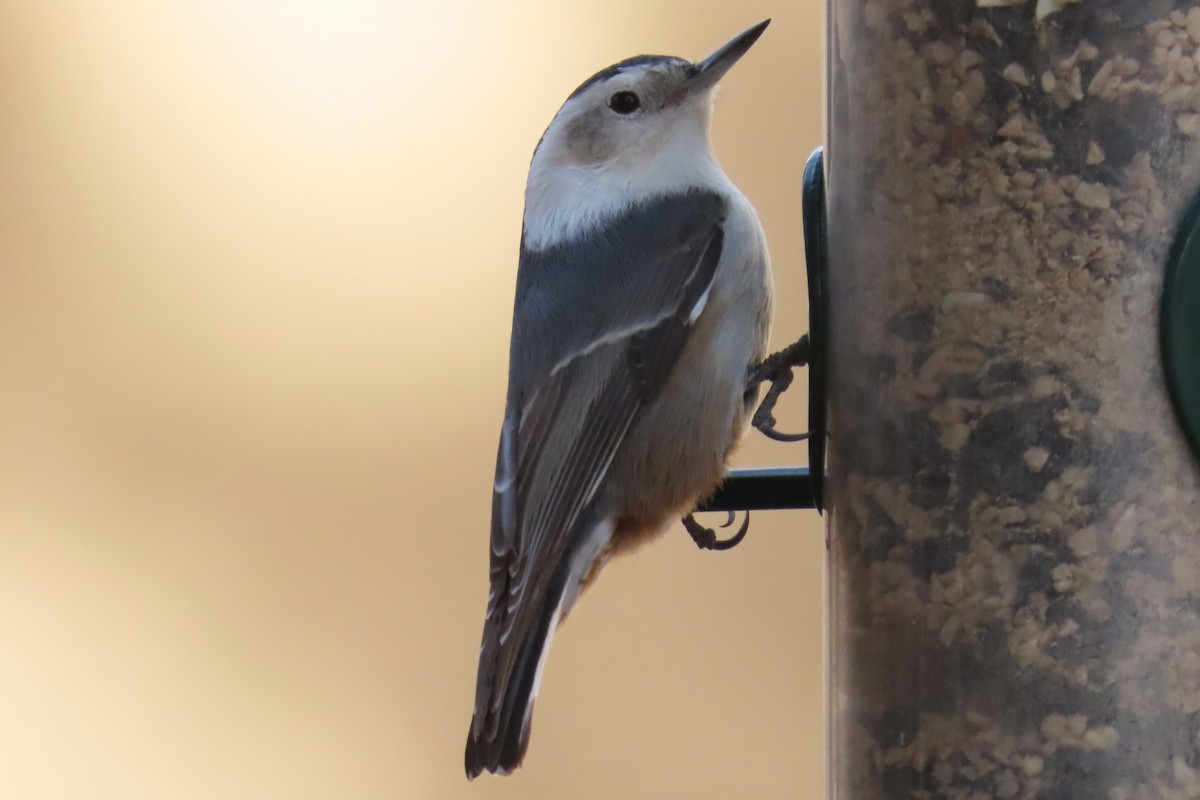 White-breasted Nuthatch - ML628106516