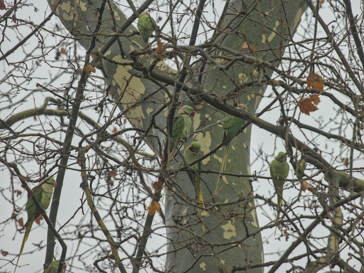 Alexandrine Parakeet - ML628106518