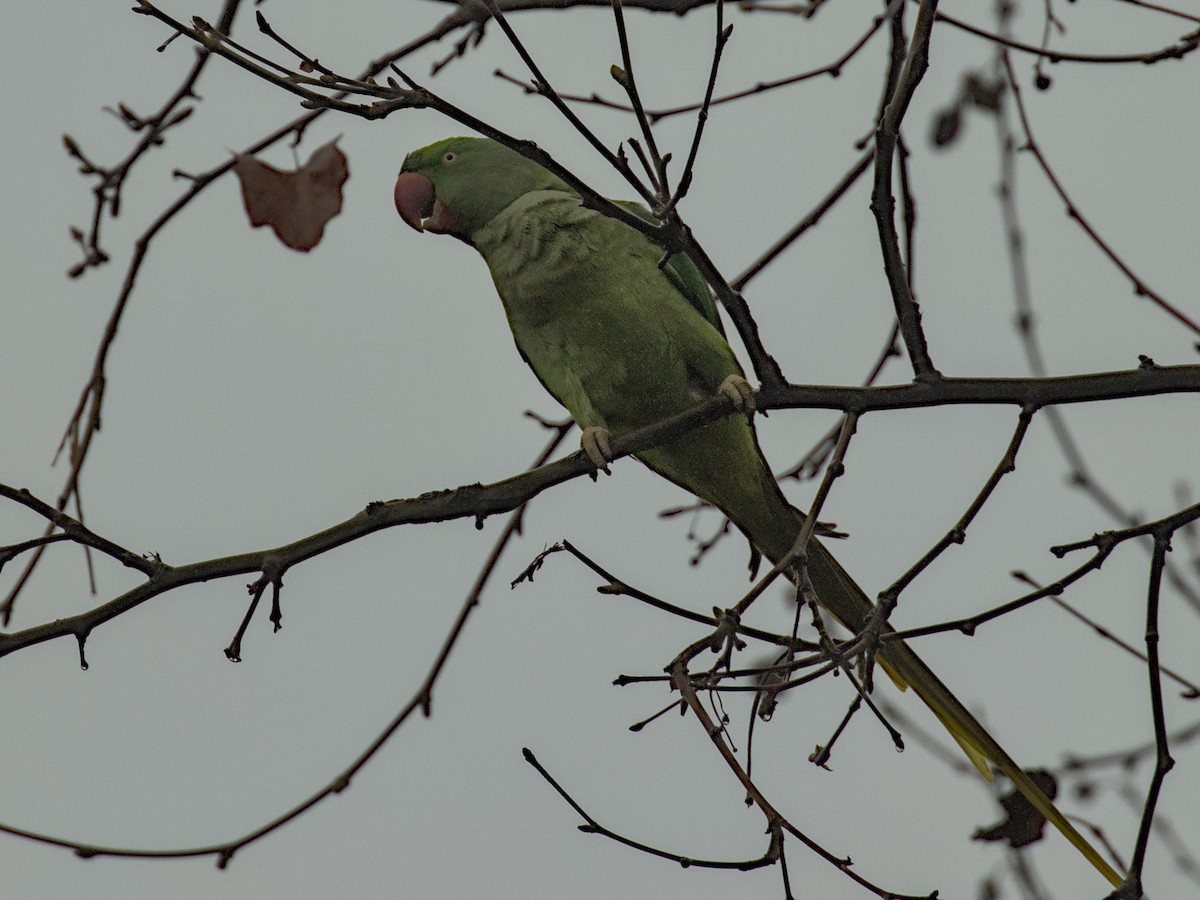 Alexandrine Parakeet - ML628106519