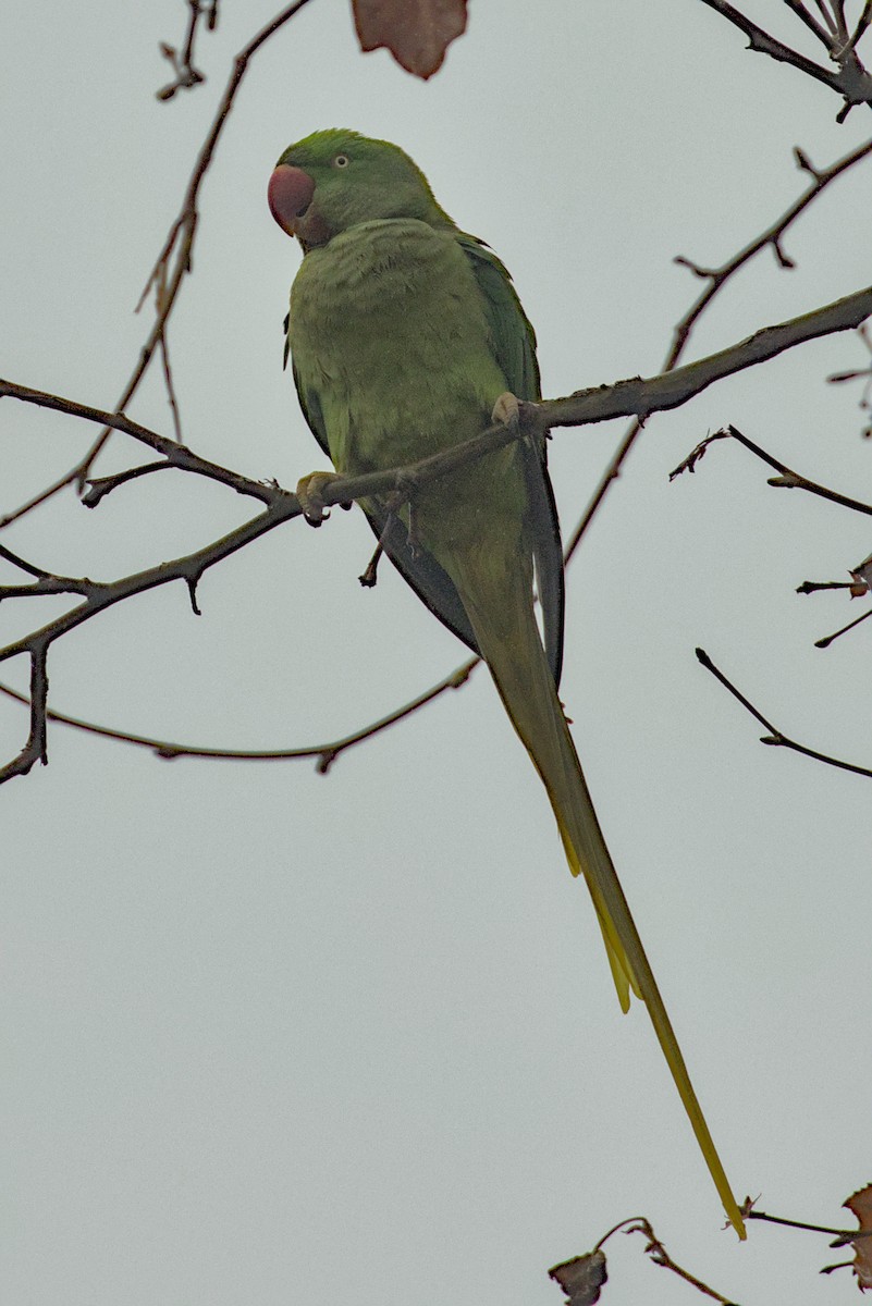 Alexandrine Parakeet - ML628106520