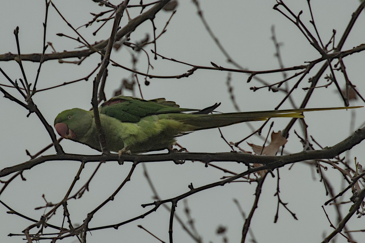 Alexandrine Parakeet - ML628106521