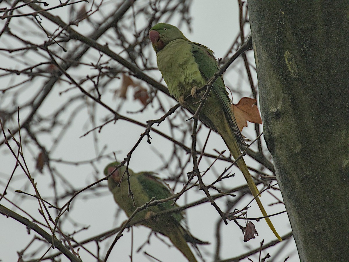 Alexandrine Parakeet - ML628106522